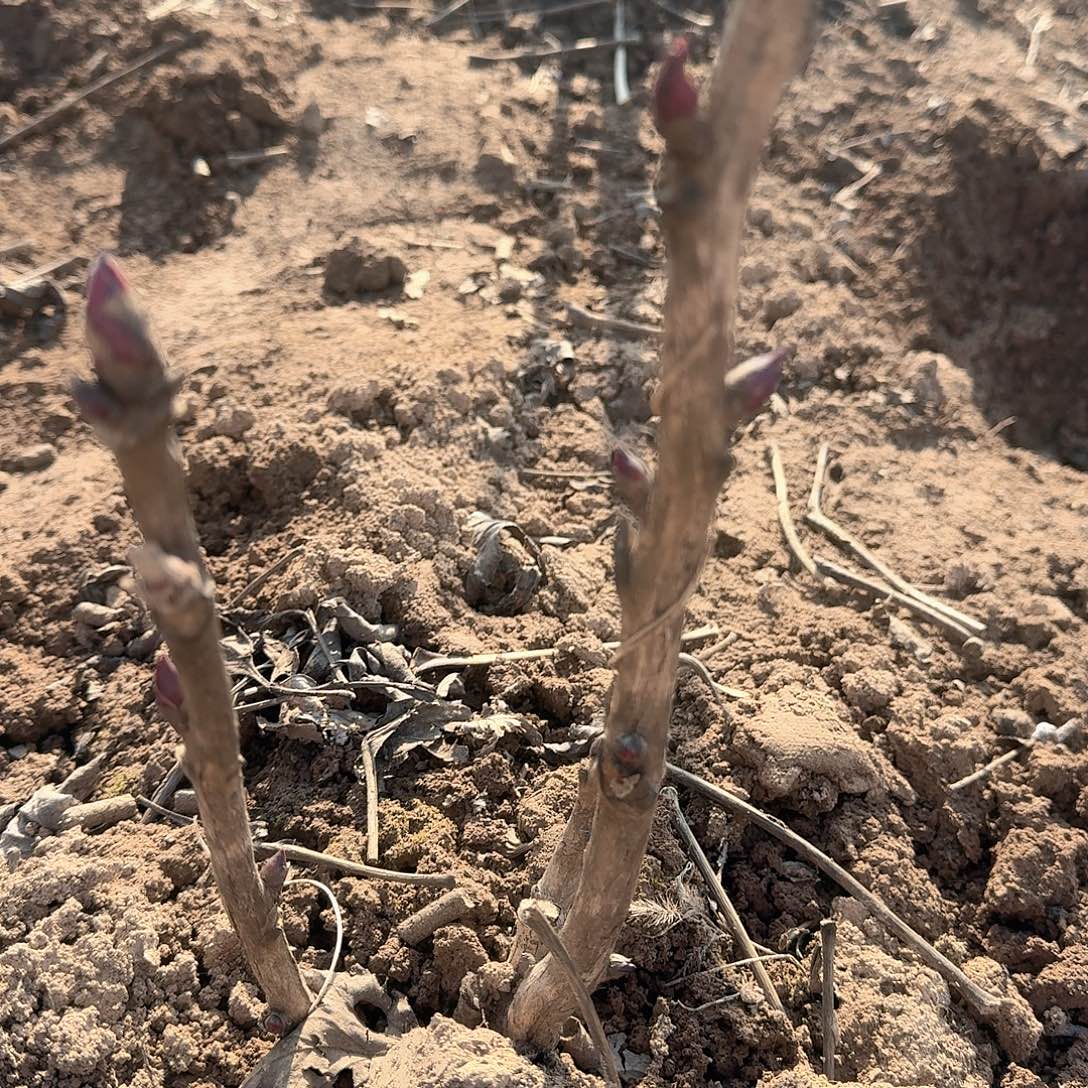 完全开放花王20000000000