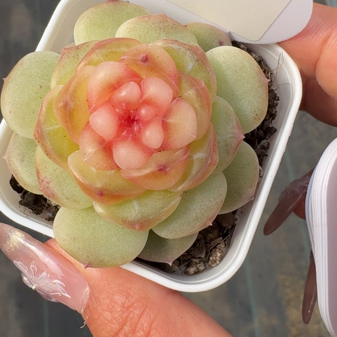 0129-053-甜茶单头