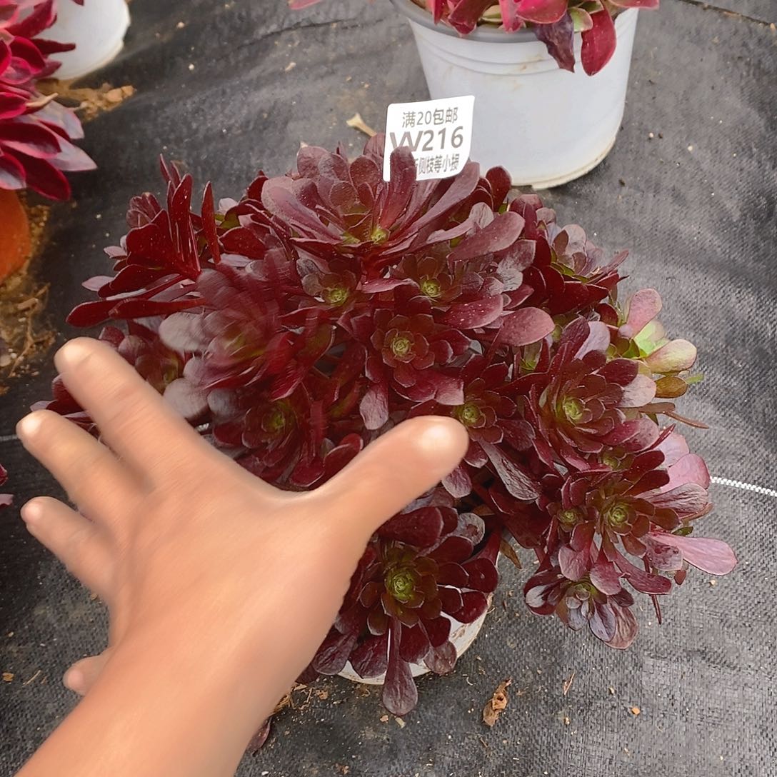 216黑茶多肉法师锦多肉