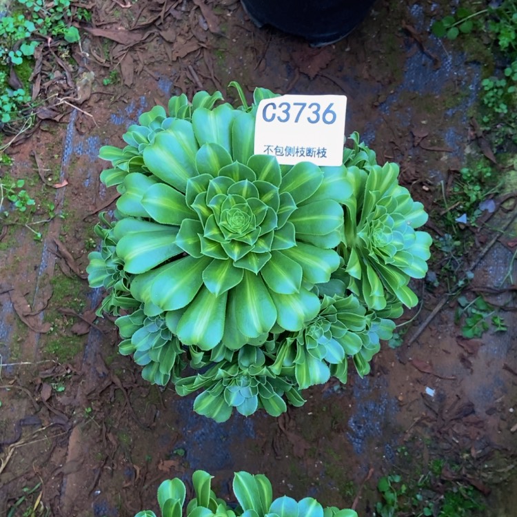 【闪购商品】用****43736翡翠琉璃多肉