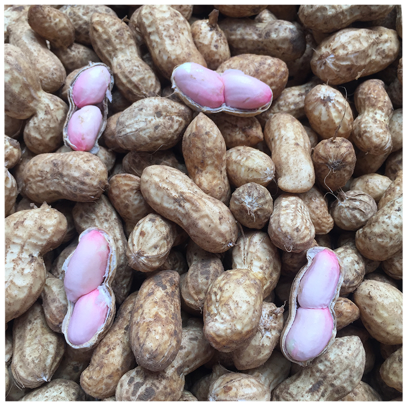 25年鲜花生粉皮花生现挖现发带壳可水煮凉拌饱满脆爽香农家自种