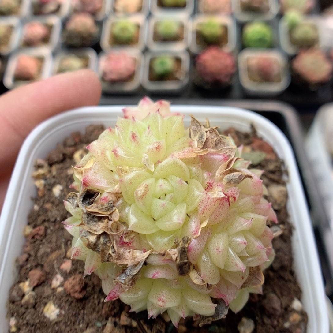 C73定繁优选小脸朵朵群