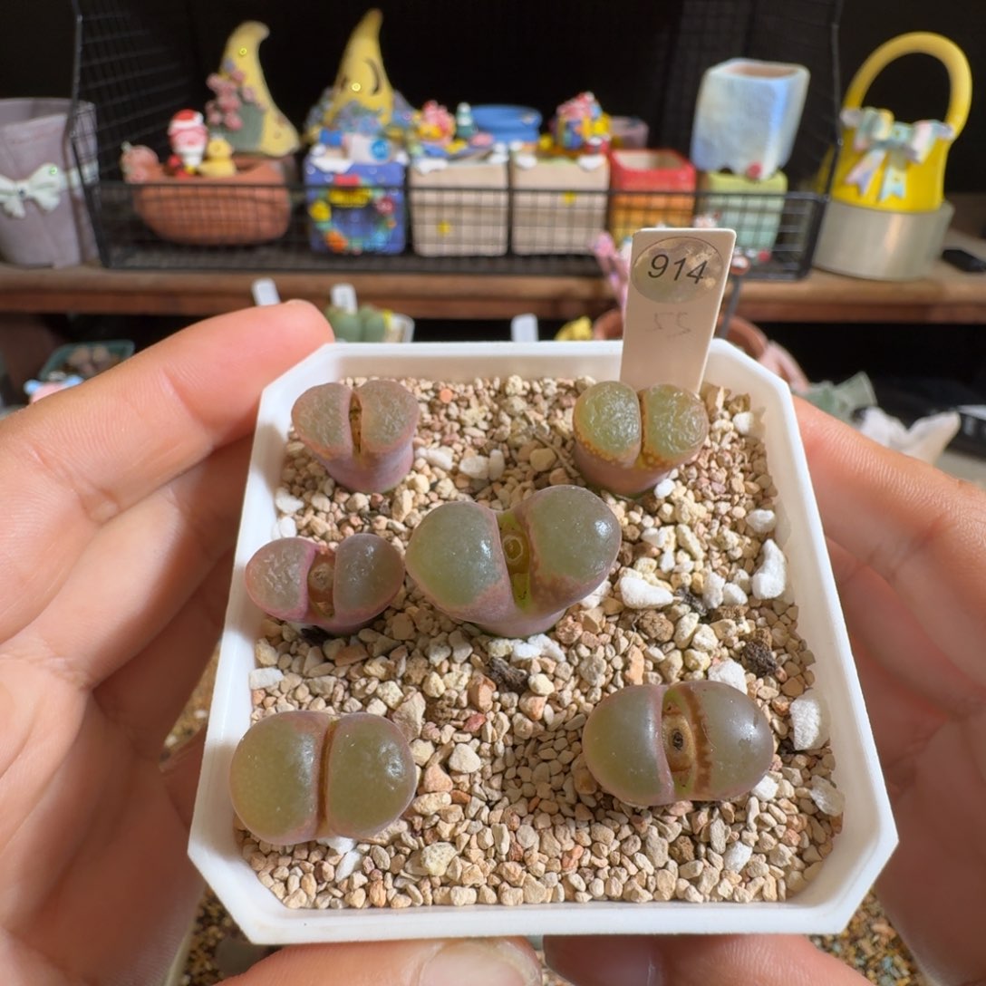 多肉植物好看肉锥打包福利914