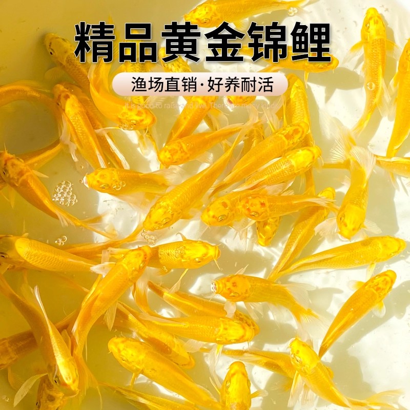 黄金锦鲤活鱼好养耐活金鱼冷水鱼活鱼观赏鱼鱼苗活体小金鱼