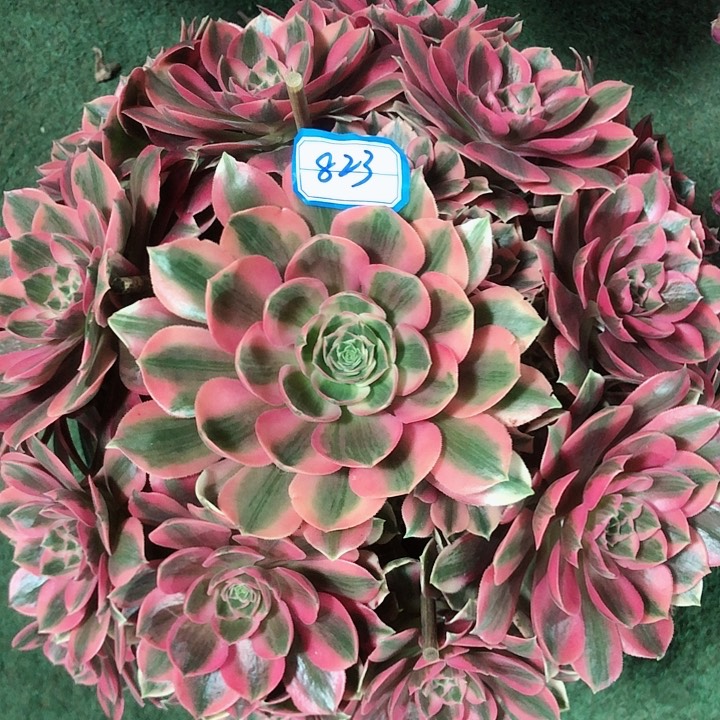 823女妖多肉法师