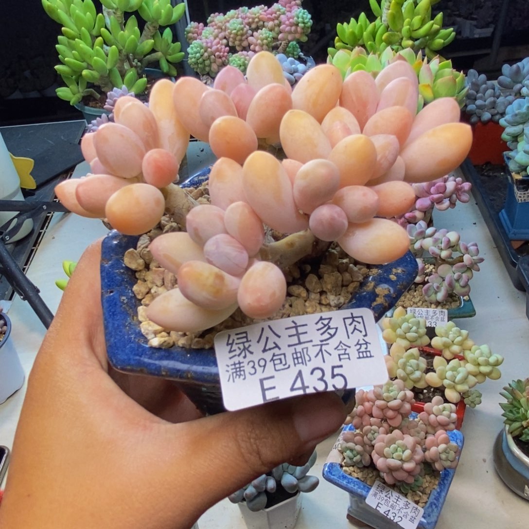 435香水手指奶多肉8c m