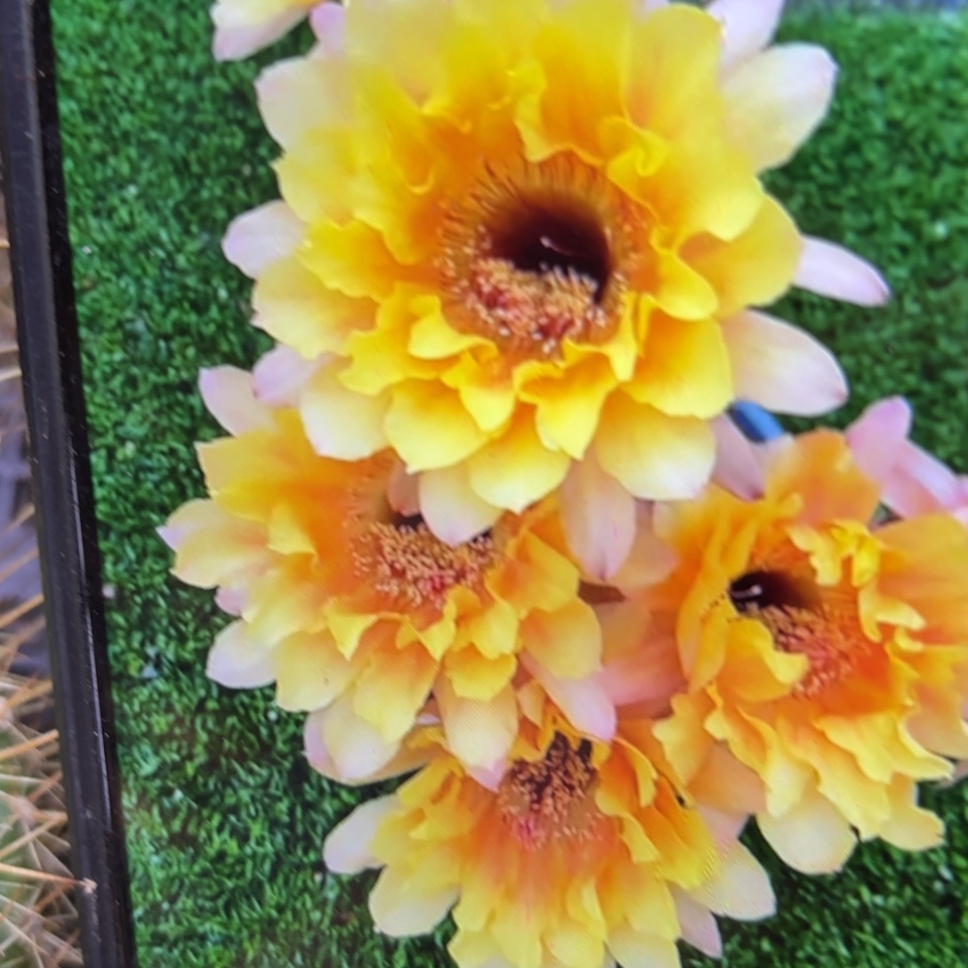 黄秀彩侧牙20包邮仙人球36