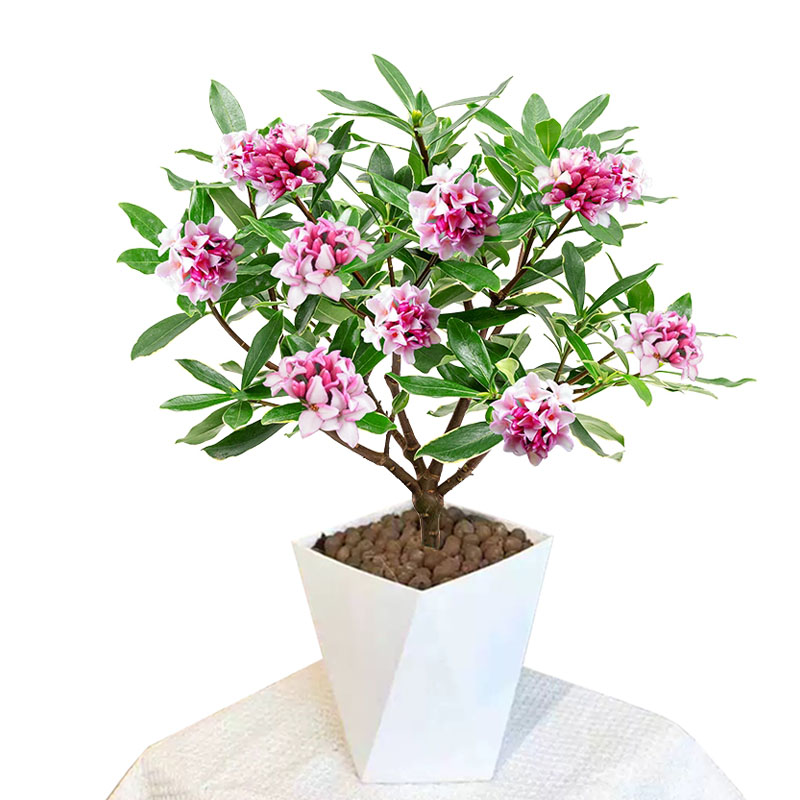 金边瑞香盆栽花卉植物室内花浓香型老桩冬季好养耐寒庭院客厅盆景