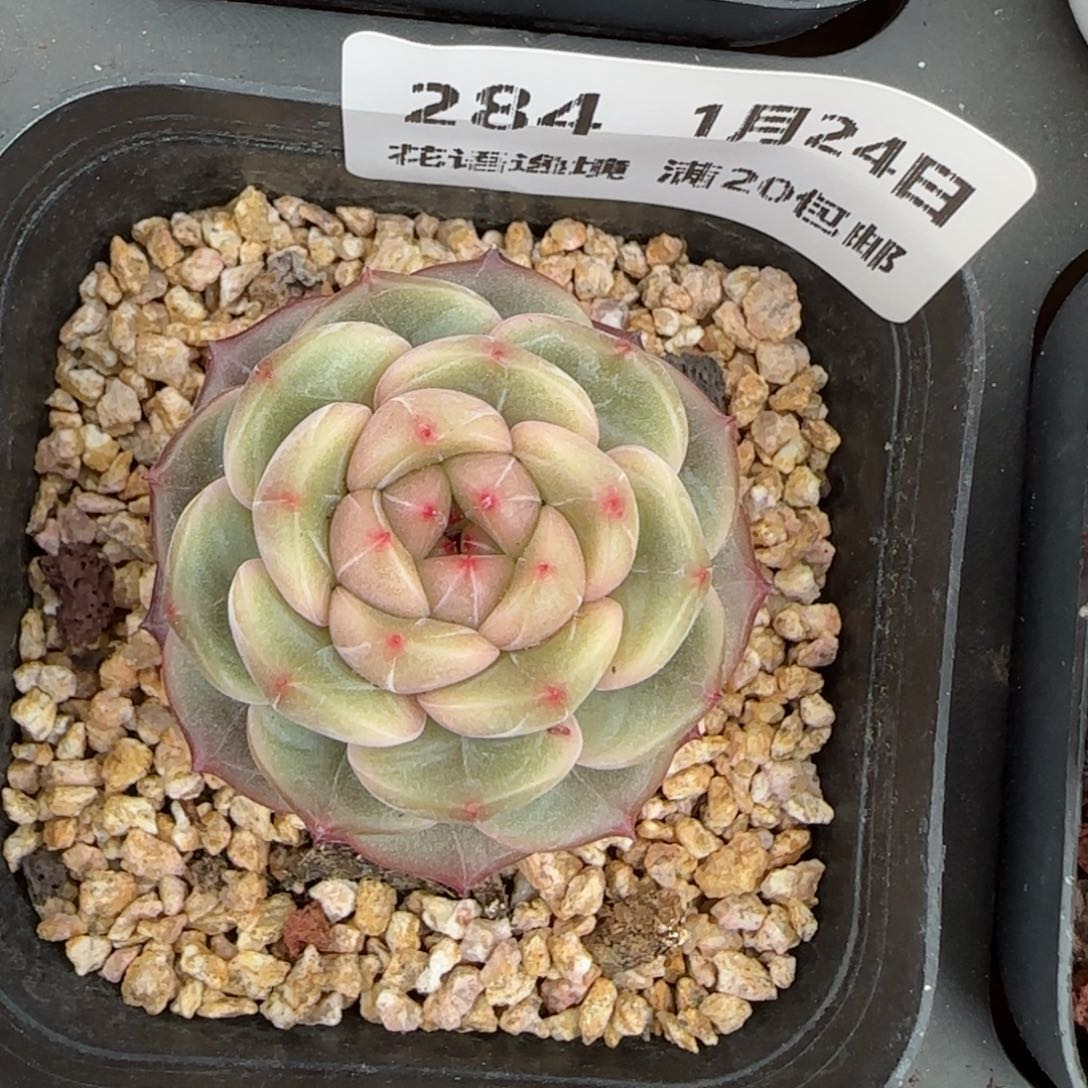 花语逸境0124-284