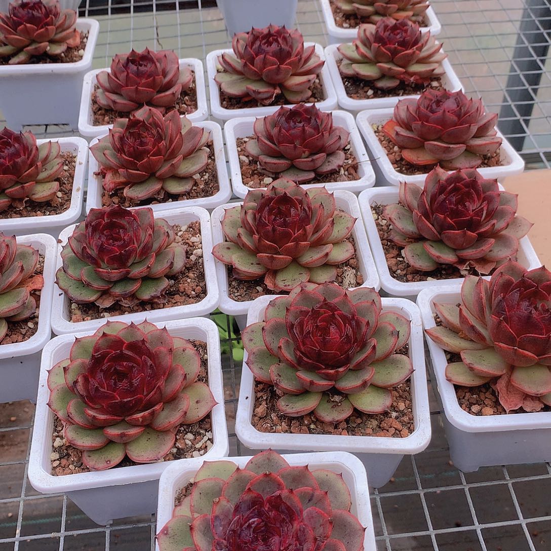 玫瑰雪特00000000000000000