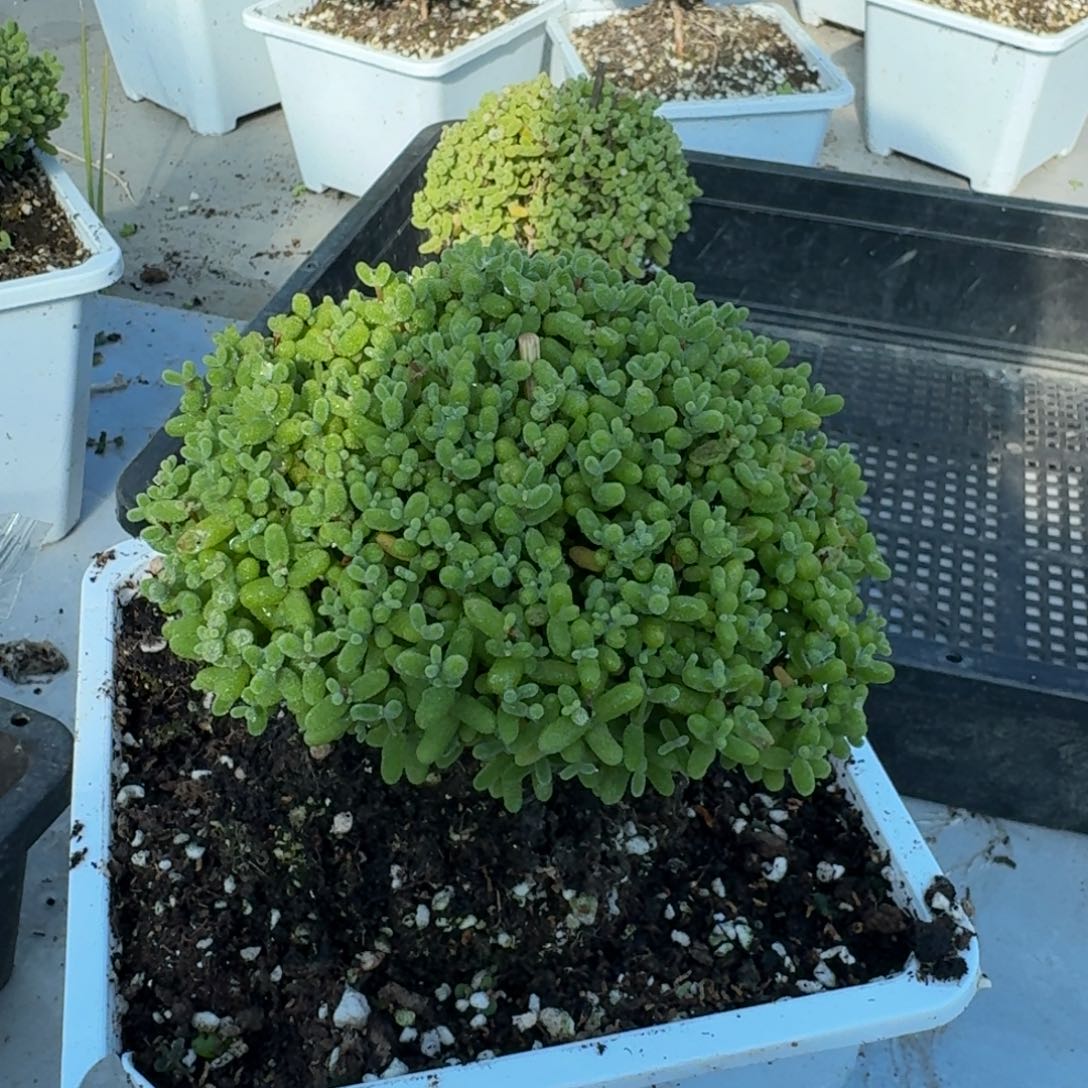 随****老桩金橘带盆带土发