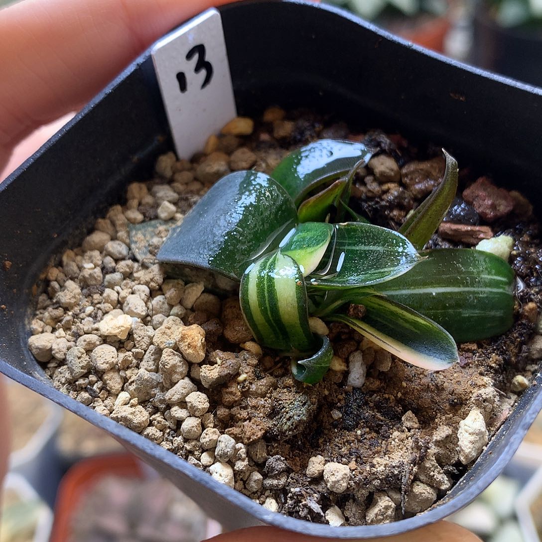 卧牛锦带盆土发货ojlo