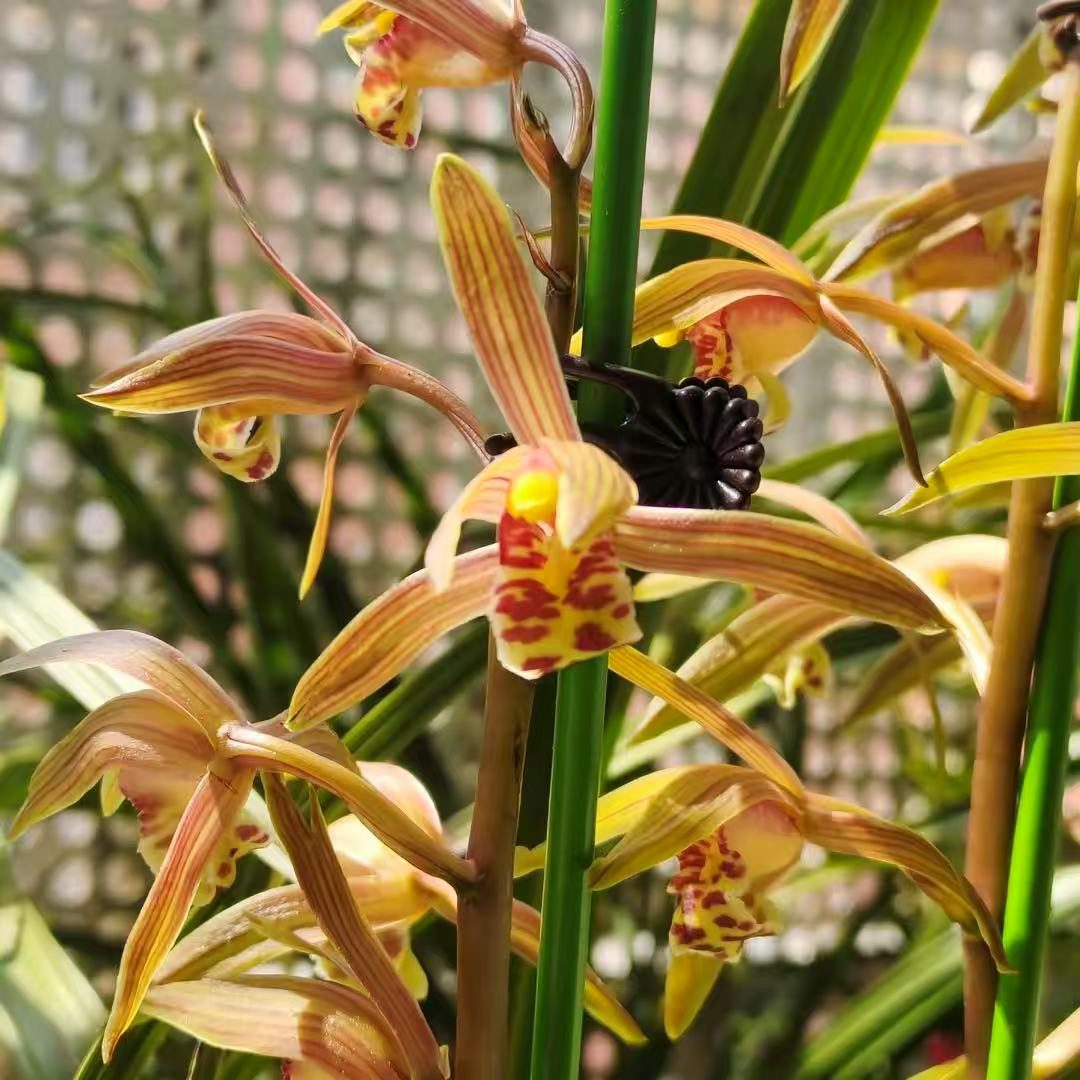 遇景兰苑一物一拍专用链接