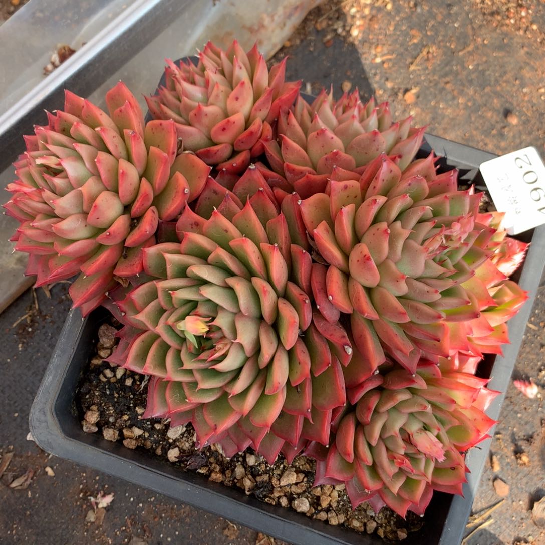 4902杂交多肉植物