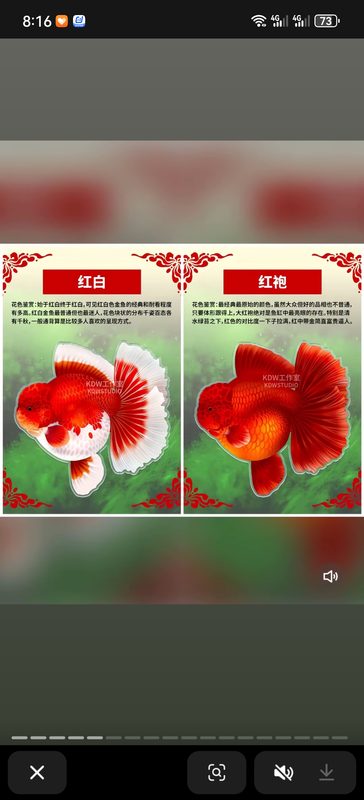 兰寿泰狮一号一拍  101-199号 直播间马印灯拍摄