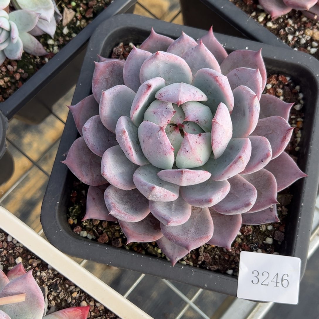 小***头3246肉肉肉肉肉肉肉