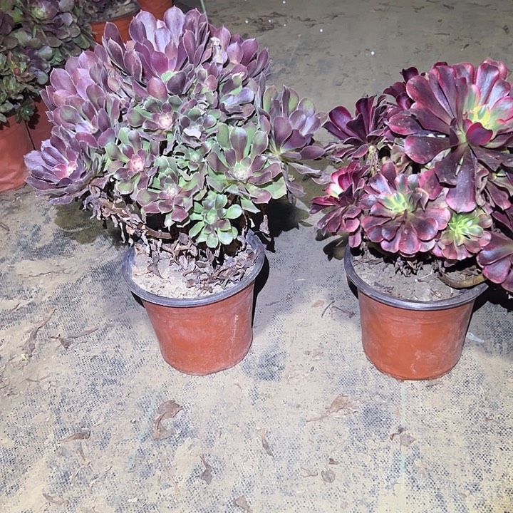 不包侧枝一物一拍72