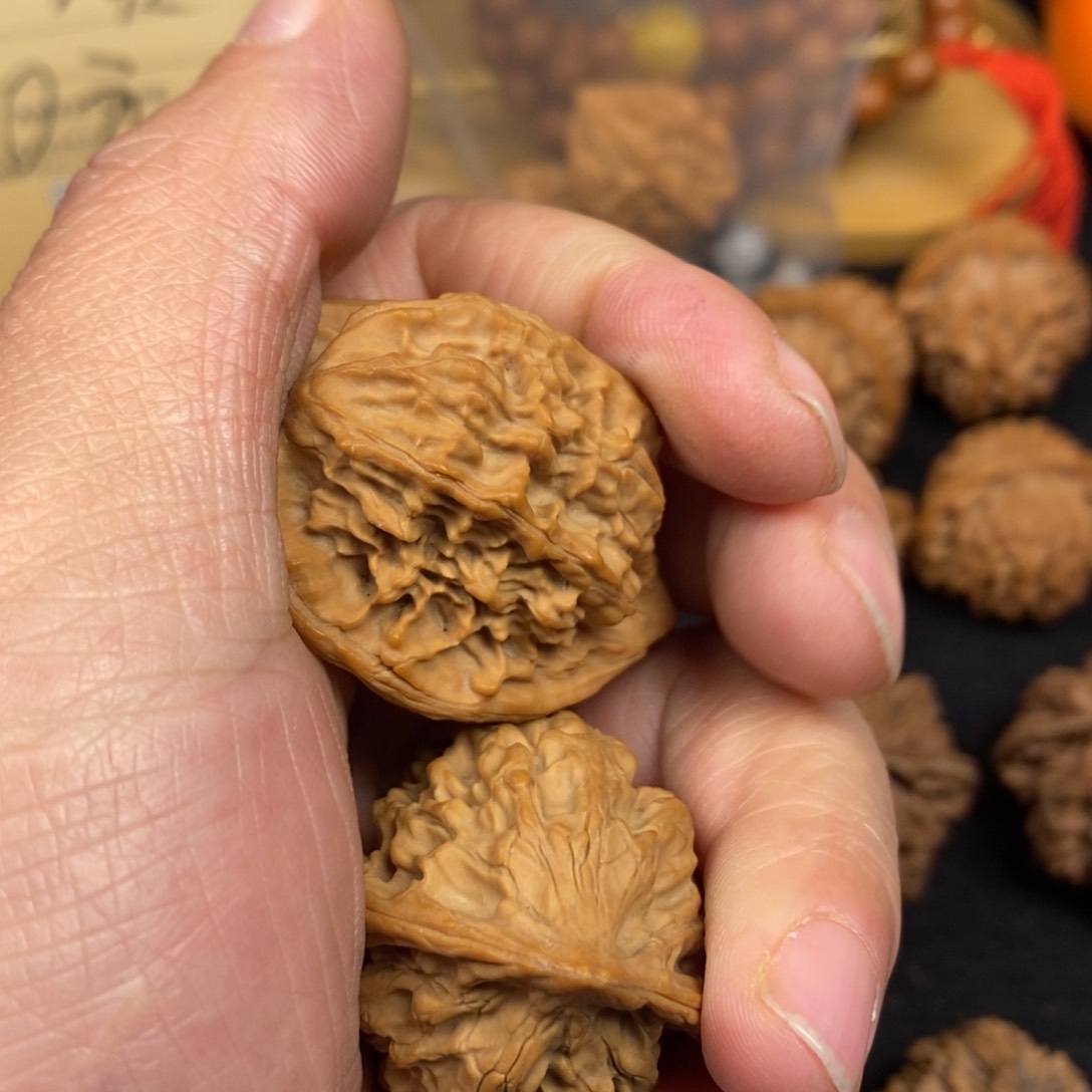 秦岭森林景天的主要特征