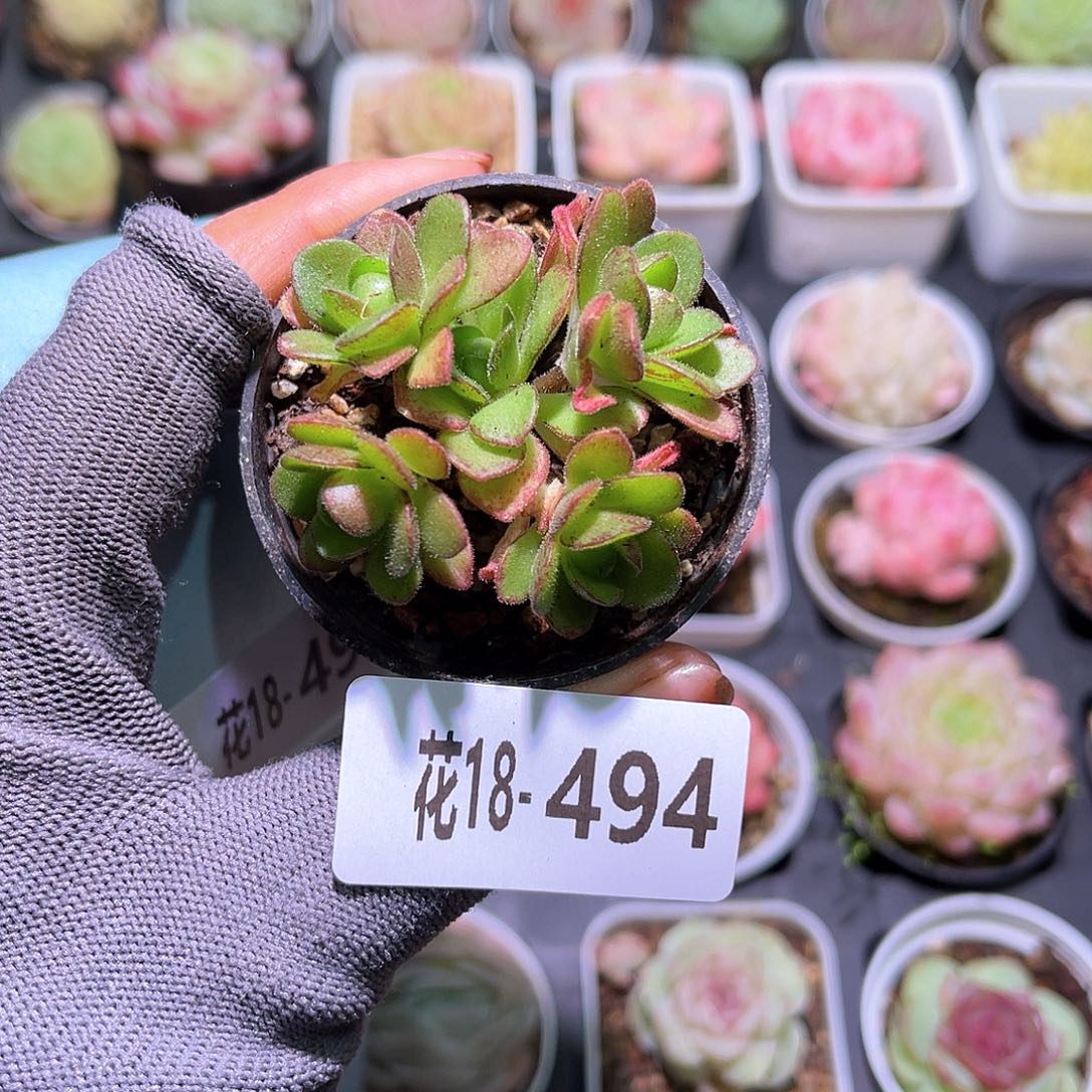 花18-494橄榄球玫瑰