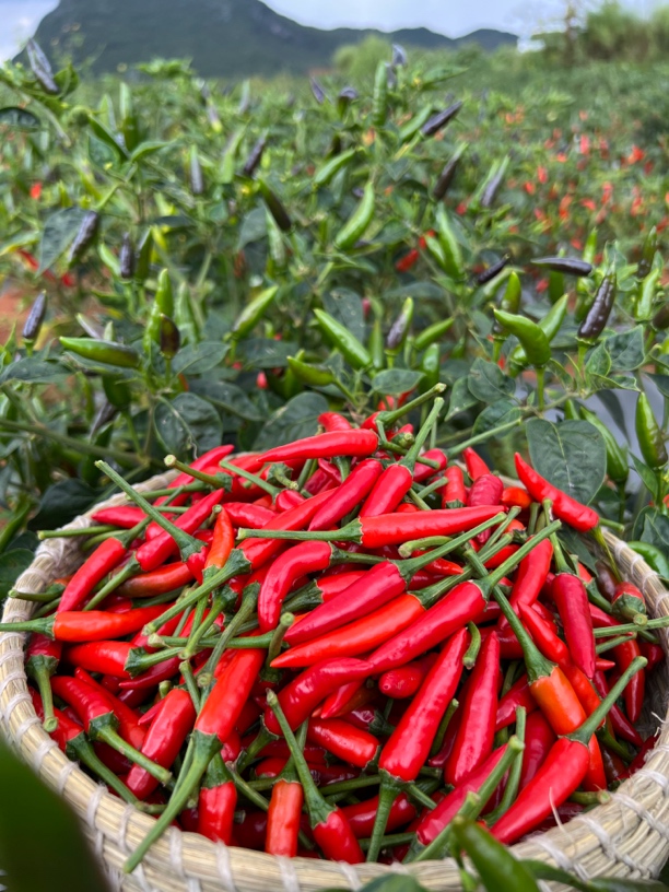 新鲜小米辣红辣椒满天星朝天椒特辣现摘现发小个香辣味特辣云南产
