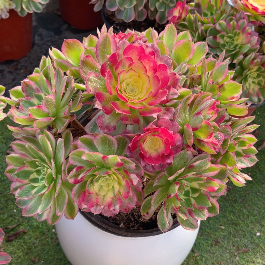 34海仙法师多肉植物