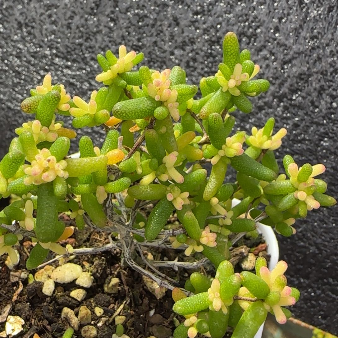 dy0362糖球黄锦飞机猪