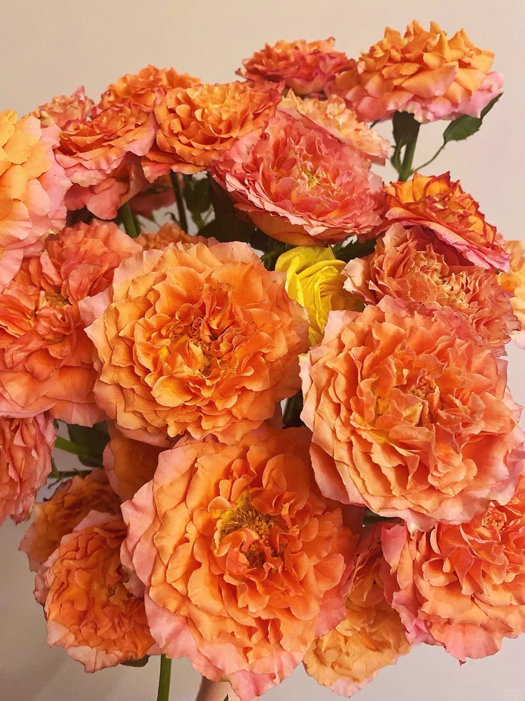 【静待花开】多头火灵鸟-A级玫瑰云南鲜花斗南花卉顺丰京东冷链包邮