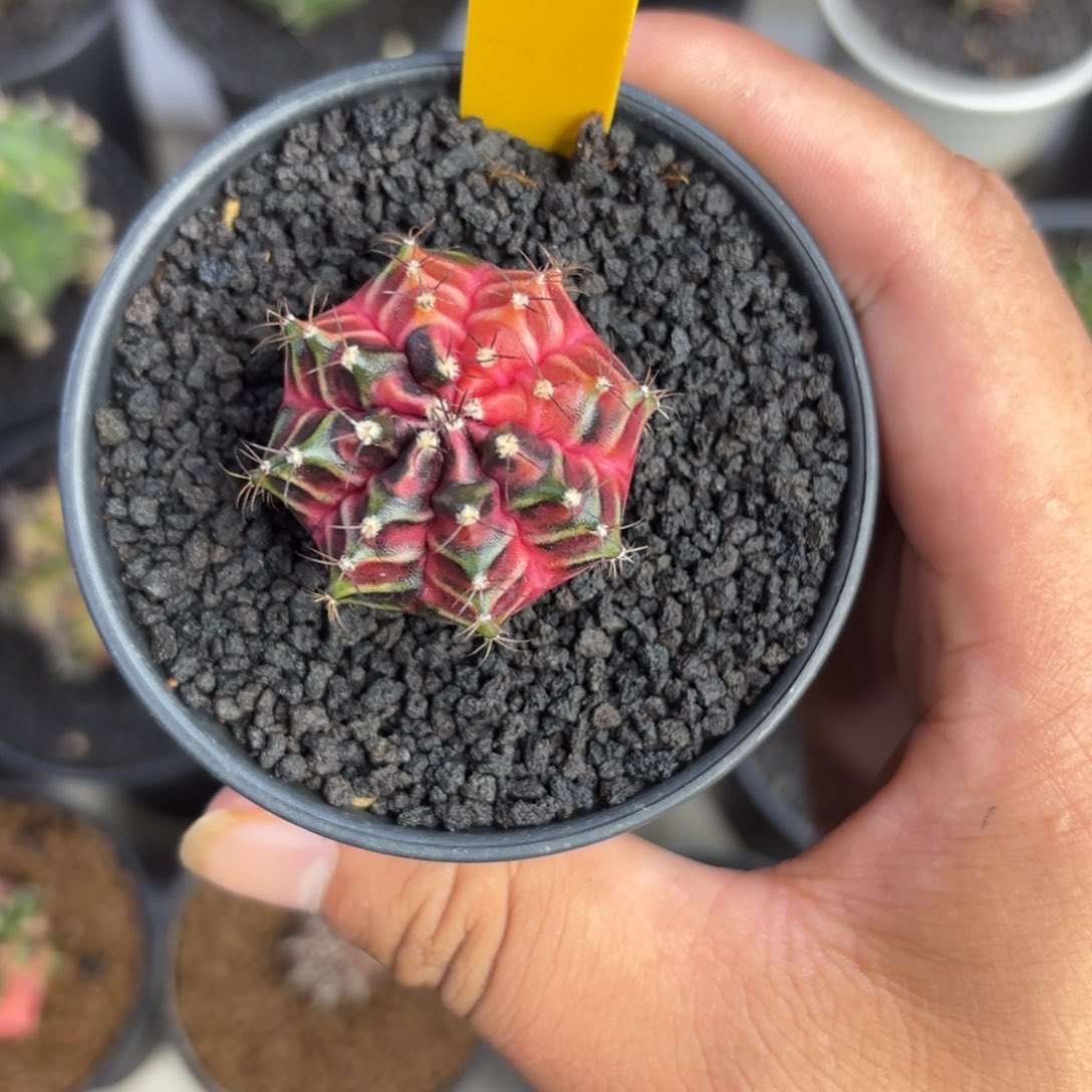 ****年306-1225泰国发货多肉