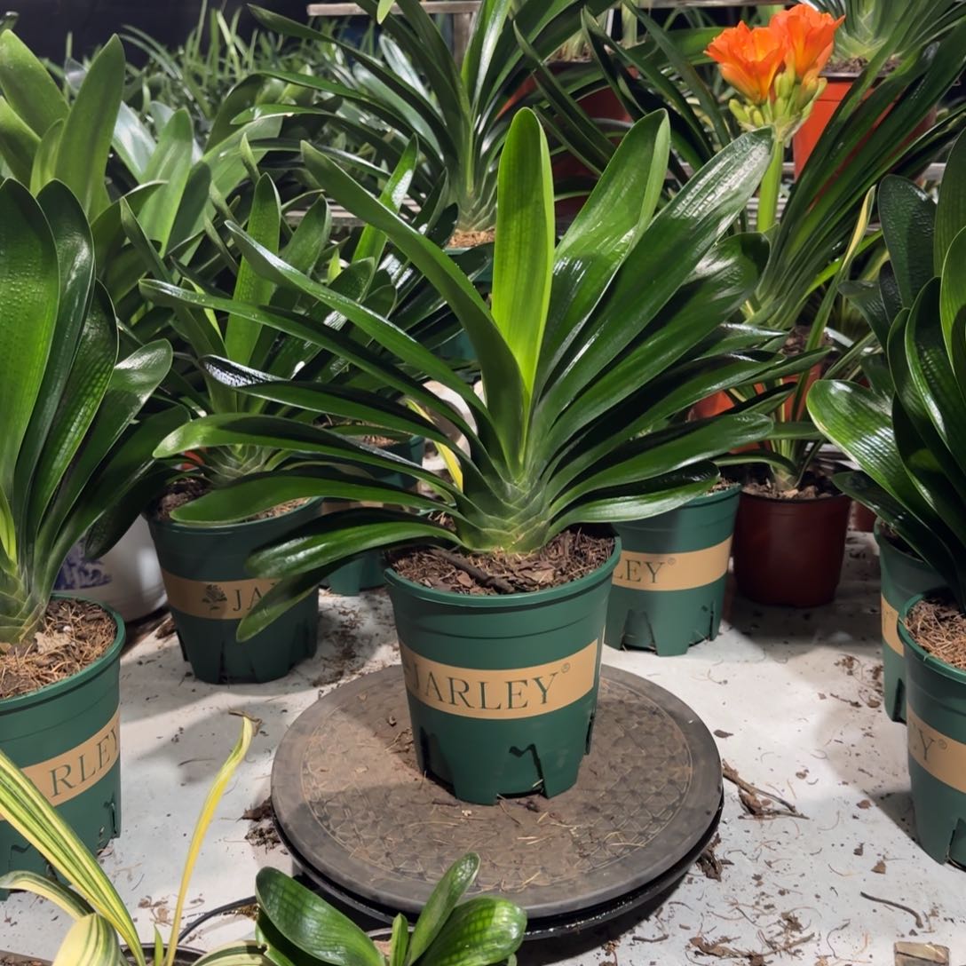 完全开放一物一拍