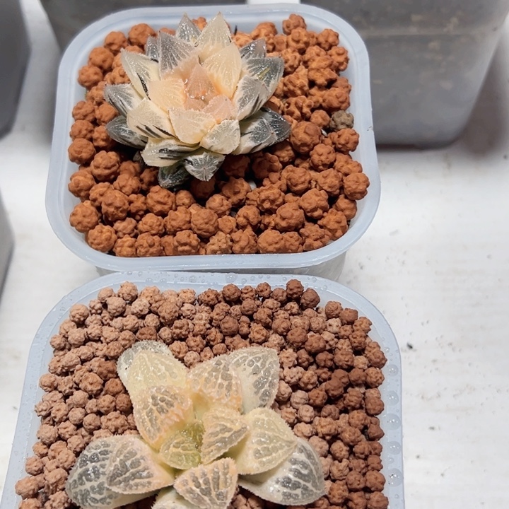 落****十二卷多肉两颗肉肉