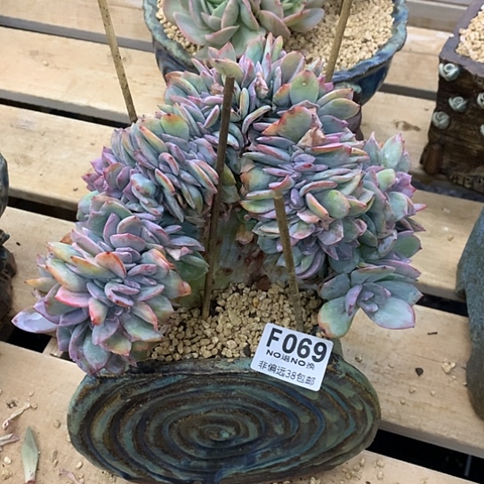 血凤缀化069 亏本处理不退不换7/8天发货