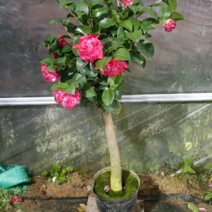 581花佛鼎，原盆原土发货，不包邮