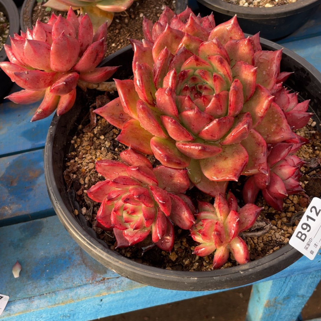 无花朵若如东云组拍B912（物流到付）