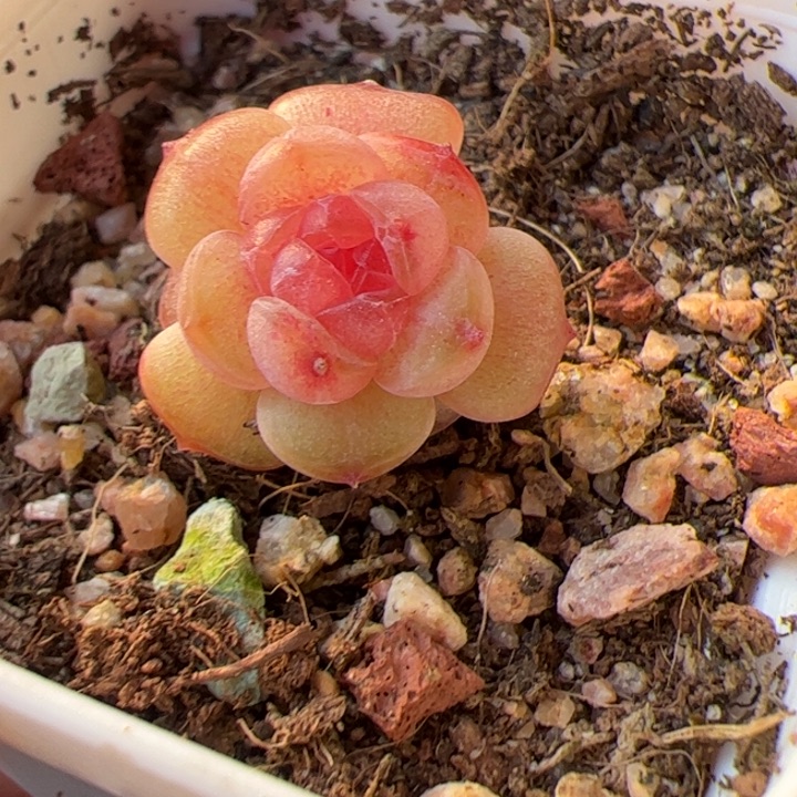 精品糖心一物一拍，尺寸不大介意勿拍