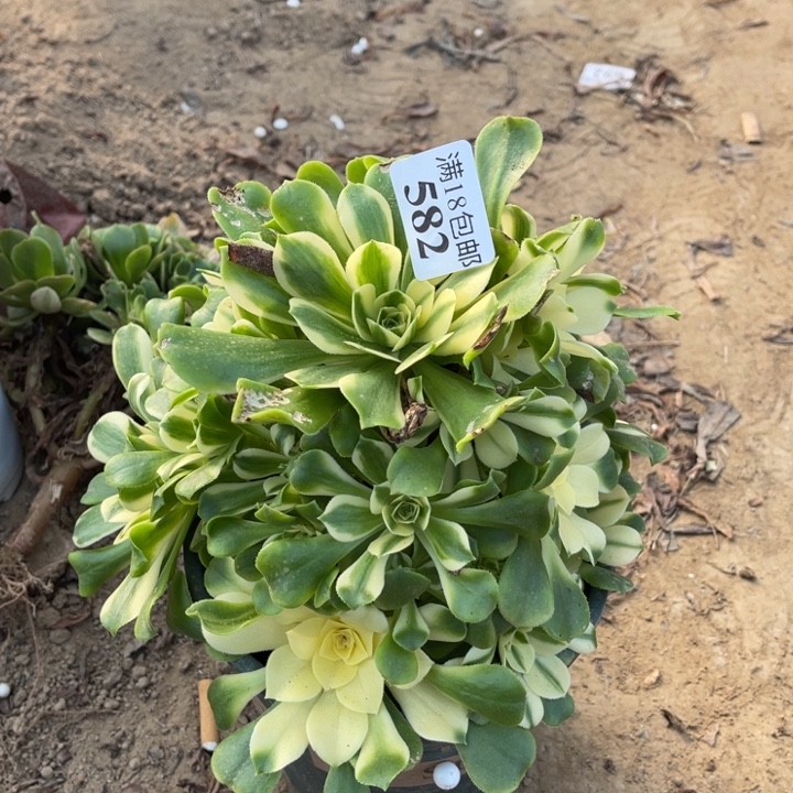 582辛尼亚手捧1号棚