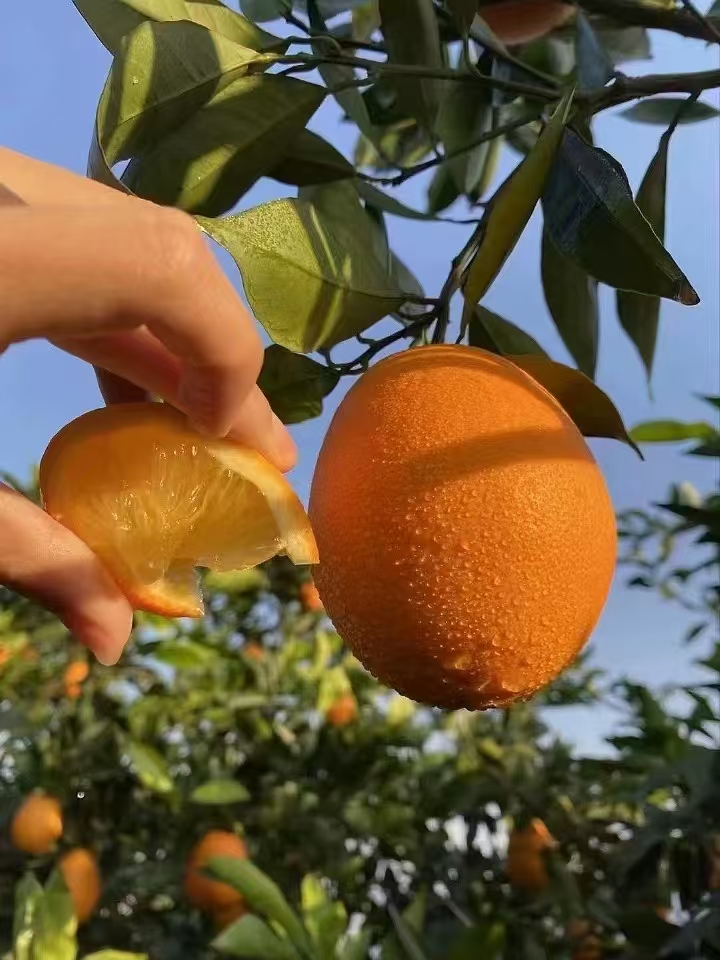 正宗奉节脐橙纽荷尔自家果园新鲜采摘