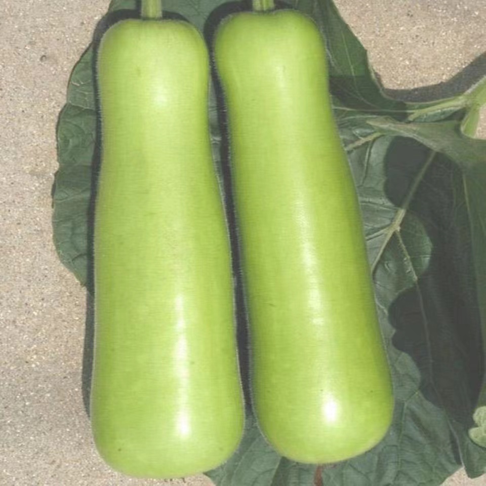 新鲜现摘户子瓜1斤左右