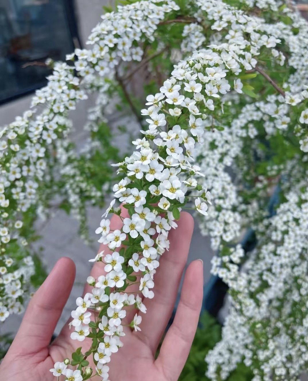 【A级鲜枝雪柳】 带绿叶 带花苞 爆花小机器 冬日氛围线条型花材