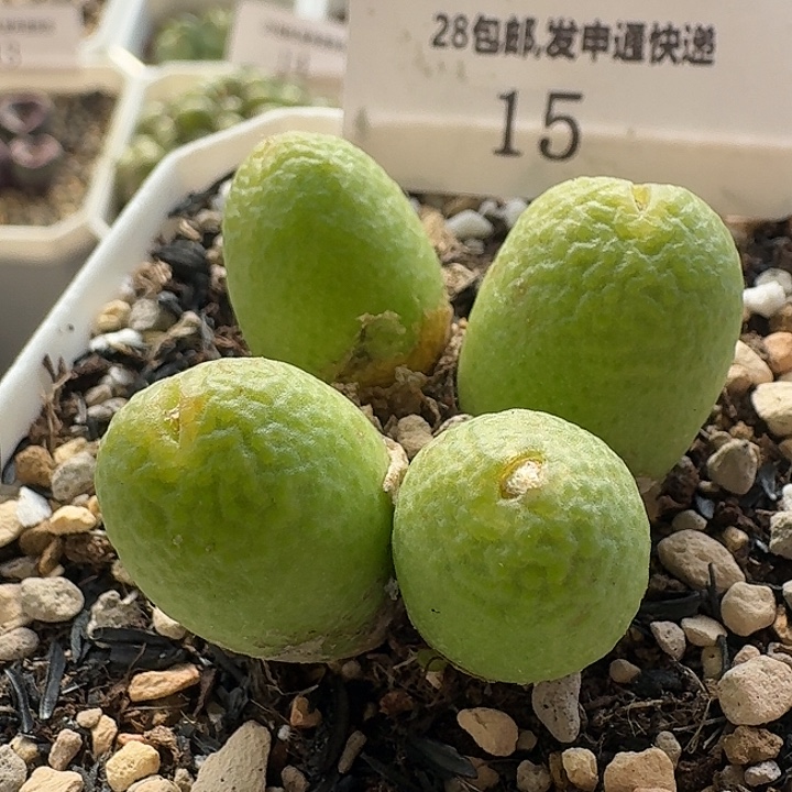15 超大玉米。      