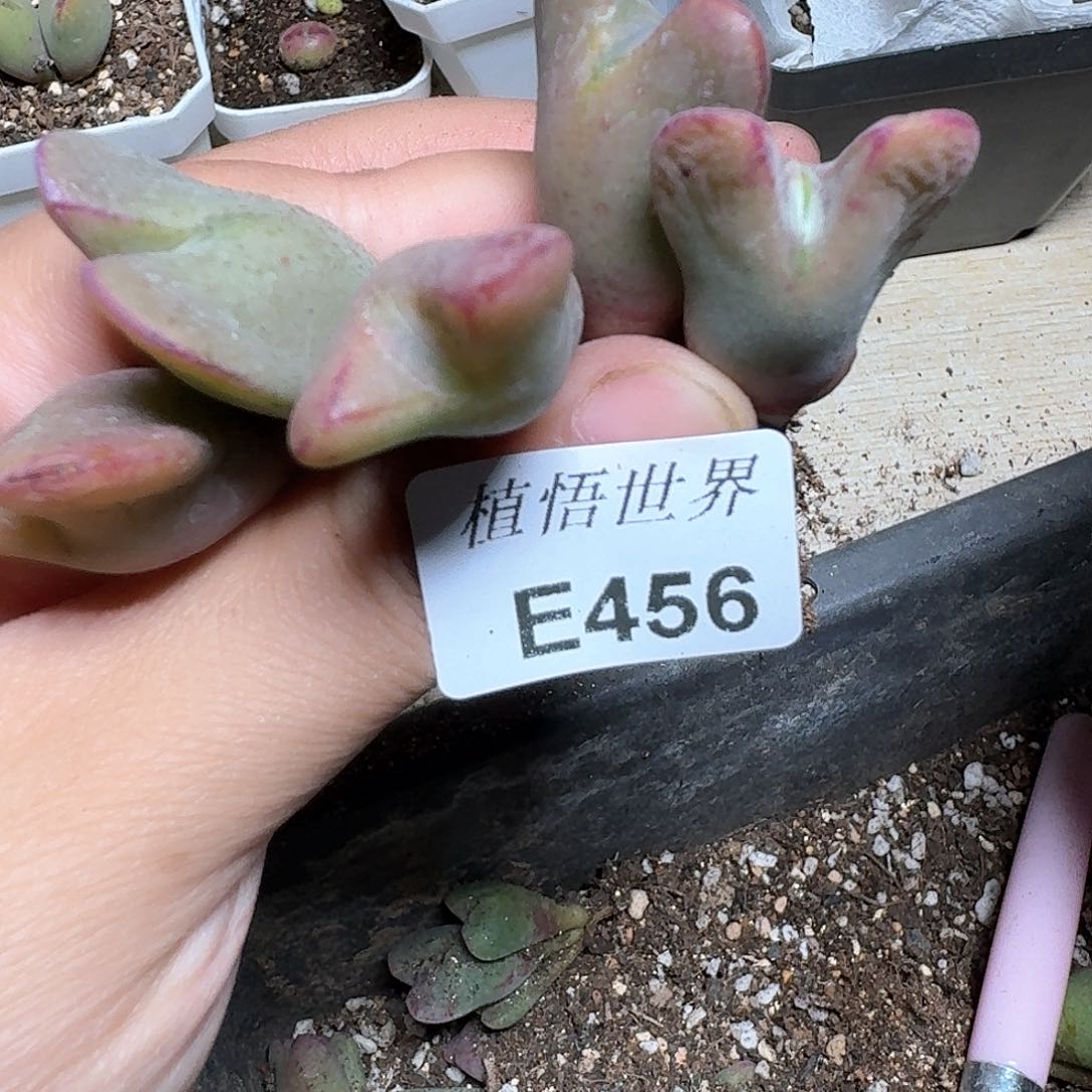 456厚多肉植物哇