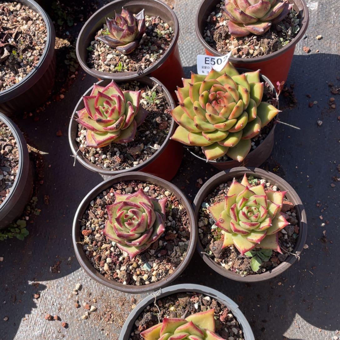 无花朵若如东云组拍E502