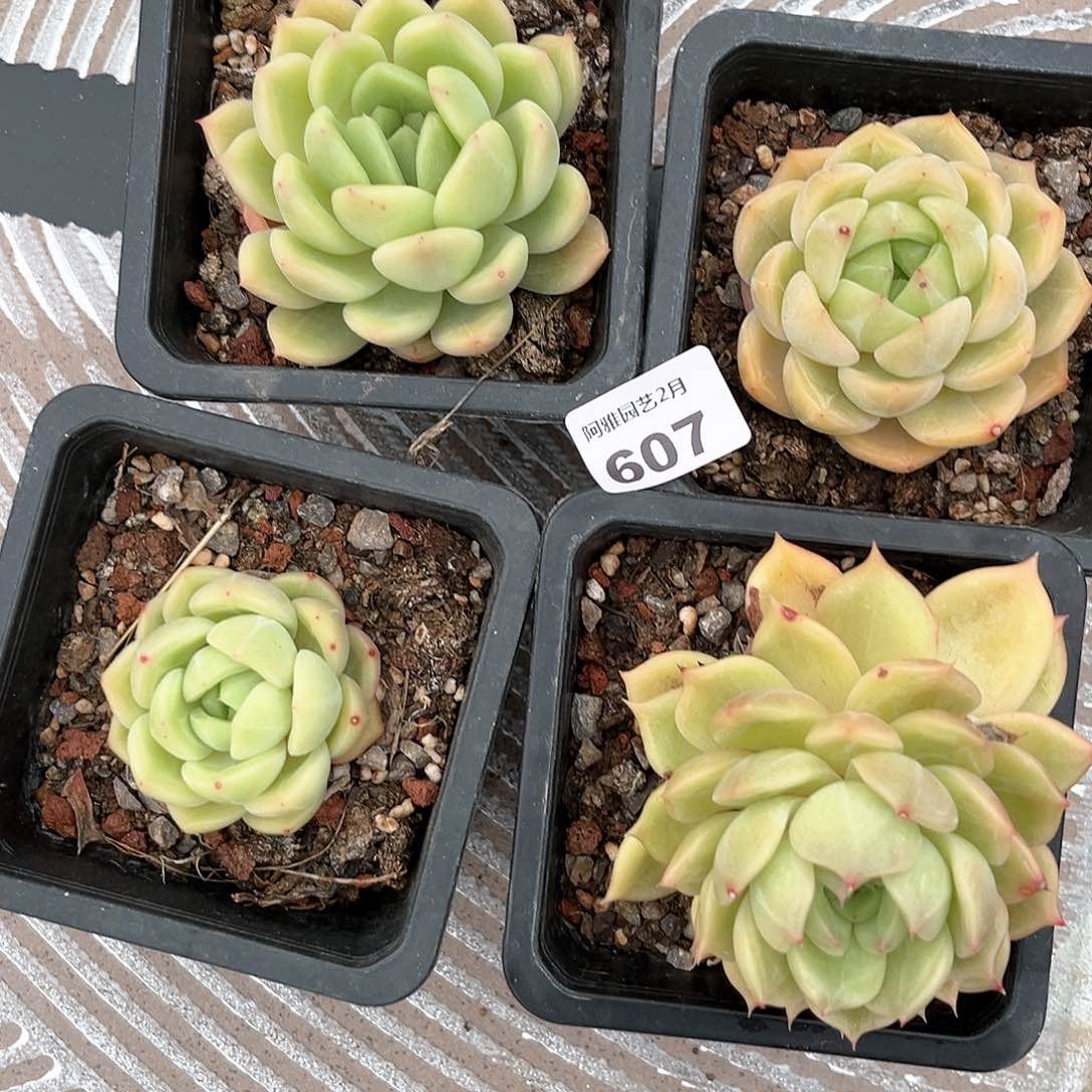 阿雅园艺。      607