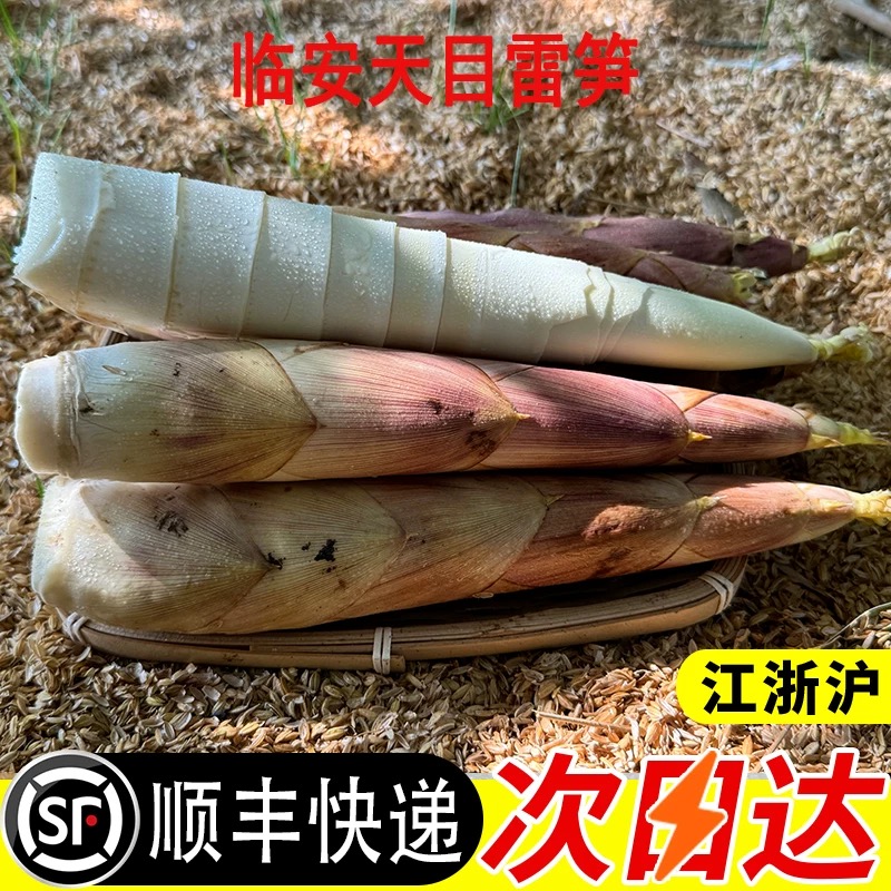 临安天目山雷竹笋新鲜现挖现发切老根发货时令生鲜蔬菜顺丰快递