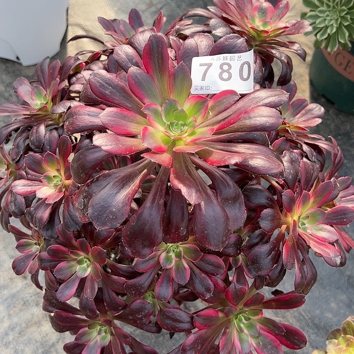 780丽娜多肉植物