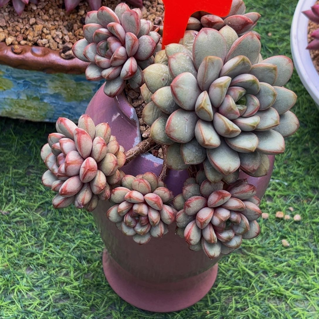 红***园2434下午多肉植物群生