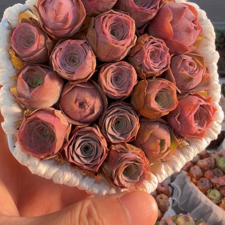 TT839 六角花篮玫瑰组合