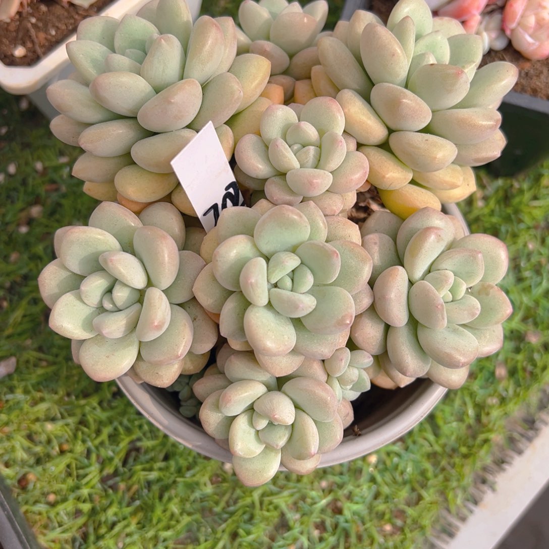 香玉的故事是一个人的故事吗笑