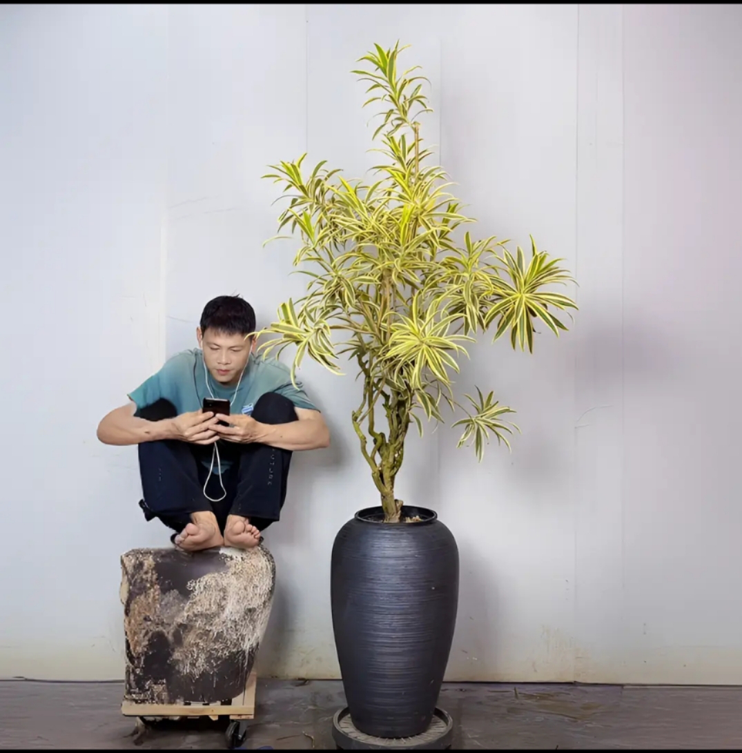 老桩金边百合竹高端大型绿植客厅大型盆栽百合竹大盆栽