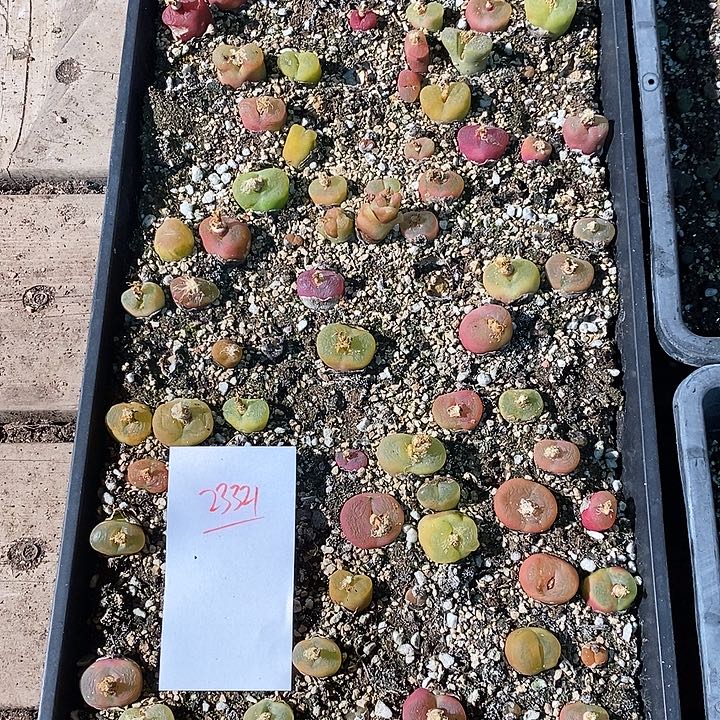 23321。  一筐蟠桃。     