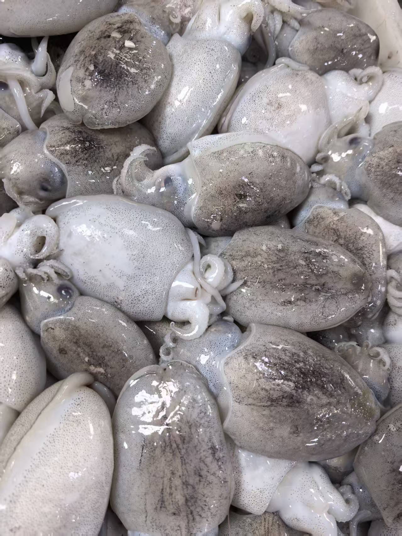 小墨鱼【直播现称】 福建厦门 顺丰到家